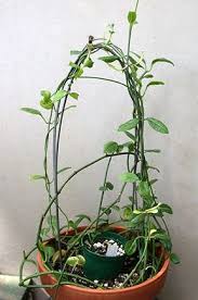 Image result for Ceropegia circinata