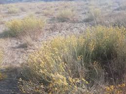 Image result for Meiosperma bracteatum