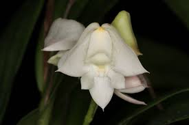 Image result for Polystachya galeata