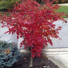 It holds its red coloration better than most cultivars throughout the season and does not scorch in full sun. Acer Palmatum Sunset Magazine