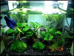 My 2litre Planted Betta Tank Betta Fish Tank Betta Tank Planted Betta Tank