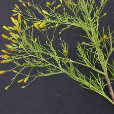 Image result for Schkuhria pinnata