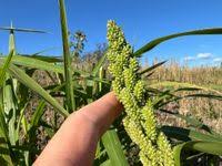 Image result for Echinochloa frumentacea