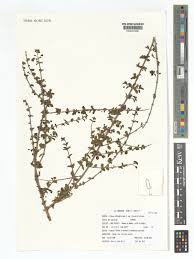 Image result for Tinnea aethiopica