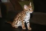 What to Know About F Ratings of Bengal Cats? [ 2020 ]