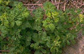 Red and yellow raspberry plants send up shoots or suckers in places you would least expect. Raspberries Leaves Are Yellowing Or Bleaching