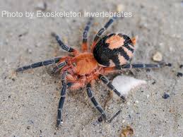 Image result for Cyrtorchis glaucifolia