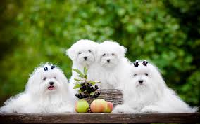 Pin Em Animais