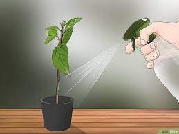 How To Propagate Hibiscus Hibiscus Plant Hibiscus Tree Growing Hibiscus