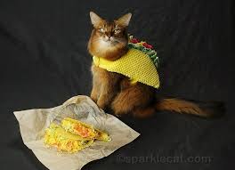 We did not find results for: Cat Ro De Mayo Awesome Fish Taco Recipe Summer S Fabulous Cat Life