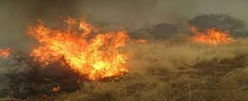 Image result for Hyparrhenia anemopaegma