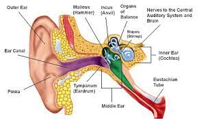 The outer, middle, and inner ear. Labeled Diagram Of The Ear Luxury Ear Useful Notes On Human Ear Words Human Ear Diagram Ear Diagram Outer Ear