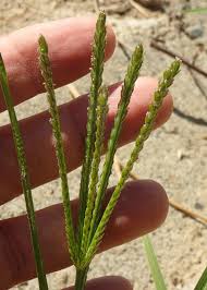 Image result for Eleusine africana