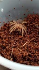 Chaco golden knee tarantula care. My First Tarantula Ever And Currently Unnamed Chaco Golden Knee Eating A Baby Cricket Tarantulas