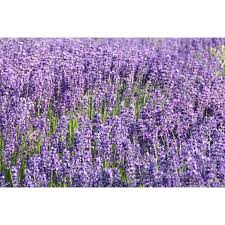 Image result for Lavandula angustifolia Vera