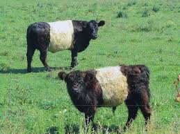 Black And White Cow Name Double Stuffed Oreo Cows Breeds Of Cows Cattle Mini Cows