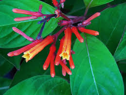 Image result for Hamelia patens