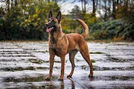 Join millions of people using oodle to find puppies for adoption, dog and puppy listings, and other pets adoption. Belgian Malinois For Sale Change Comin