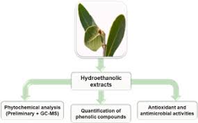 Image result for Salacia kraussii