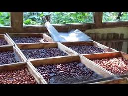 секрет раскрыт лучшее удобрение всех времен чай из травы Tenevaya Sushka Vishni I Chereshni Youtube Chereshnya Vishnya Ogorod