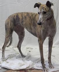 Other cities with shelters around new hampshire. Adopt Lauren On Petfinder Grey Hound Dog Greyhound Adoption Dogs