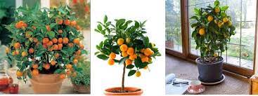 Maybe you would like to learn more about one of these? Grow Mandarin Orange Trees Indoors Luv2garden Com