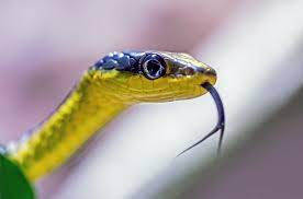 Free for commercial use no attribution required high quality images. Snake Tongue Pictures Download Free Images On Unsplash