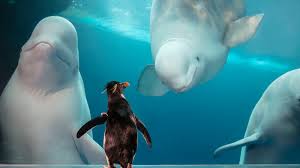 A fight breaks out when a husband comes home and finds his wife with another penguin.pic.twitter.com/9ejygcj5tj. Virtual Encounters With Purring Cheetahs And Curious Penguins The New York Times