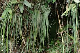 Image result for Vittaria elongata