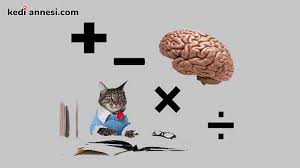 Kedi Zeka Testi Kediannesi Com