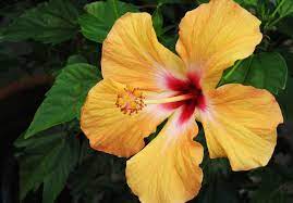 How To Care For Hibiscus Plants Growing Hibiscus Hibiscus Plant Beautiful Flowers Garden
