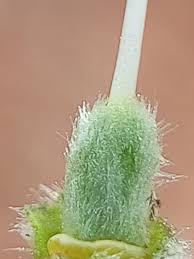 Image result for Sesamum radiatum