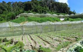 (pa) mohd normi bin mat noh. Ops Lestari Ganti Op Gading Bantu Pekebun Cameron Highlands Tpm Air Times News Network