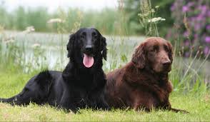 Image result for flat coated retrívr