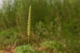 Image result for Cenchrus biflorus