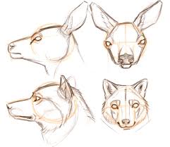 Drawing Mammal Heads Predator Vs Prey John Muir Laws Learn how to draw predator pictures using these outlines or print just for coloring. drawing mammal heads predator vs prey john muir laws