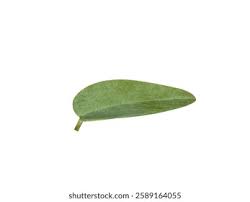 Image result for Cocculus hirsutus