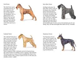 Students under the minimum age who. Dog Care Merit Badge Requirements Edukasi News