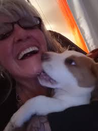 Basset hound puppies are stunning