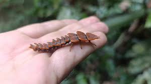 Image result for Tridactyle virgula