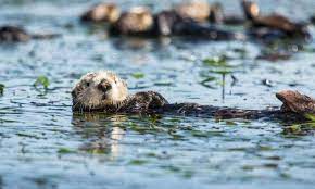 Robust Jaws And Crushing Bites Allow Sea Otters To Specialize Their Diets Sea Otter Marine Pollution Mammals