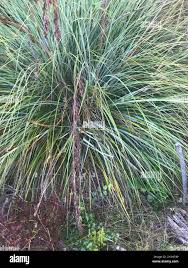 Image result for Tetraria