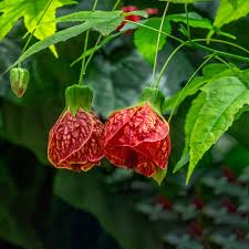 Image result for Abutilon rehmannii