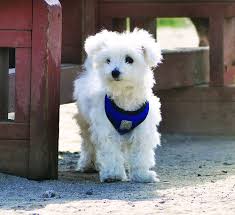 In this video, i'm going to show you how to teach your dog to ask to go outside, without using a bell! How To Train Your Dog To Go To The Bathroom Outside Whole Dog Journal