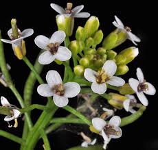 Image result for Nasturtium microphyllum