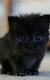 Baby Fluffy Black Kitten