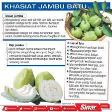 Jambu batu membantu untuk meningkatkan sistem imun tubuh yang kuat dan mengawal tekanan darah semasa puan mengandung. Khasiat Jambu Batu