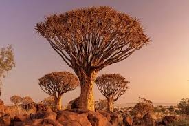 Image result for Aloidendron