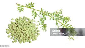 Image result for Lens culinaris