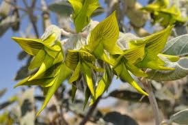 Image result for Crotalaria filicaulis